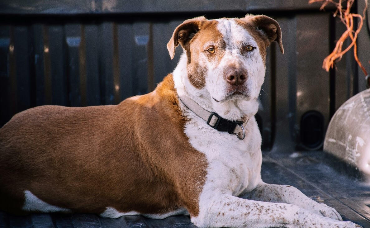 WHY SHOCK COLLARS HURT DOGS - brown and white pit bull