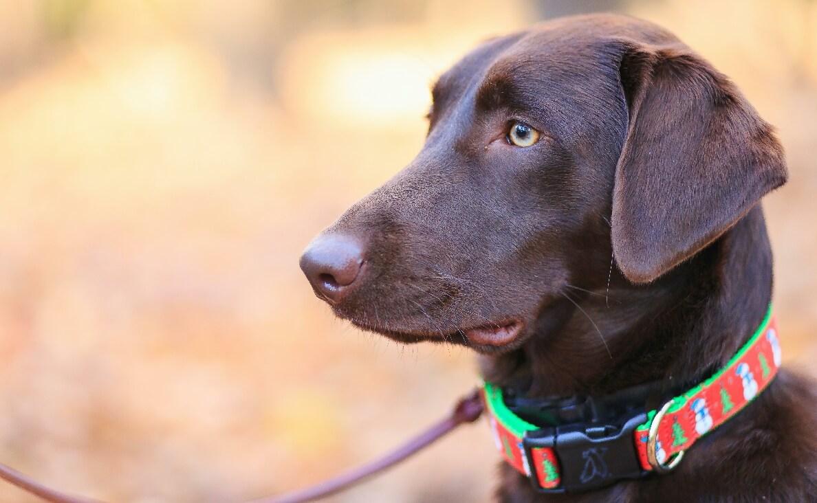 WHY SHOCK COLLARS HURT DOGS - chocolate lab on leash