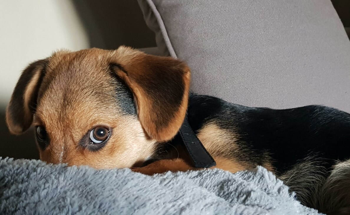 WHY SHOCK COLLARS HURT DOGS - small black, brown and white puppy peeking out from behind a blanket