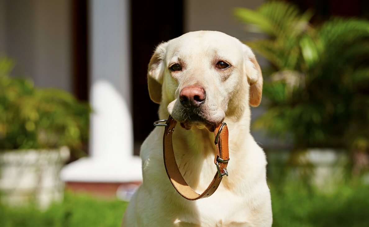 WHY SHOCK COLLARS HURT DOGS - yellow lab holding collar